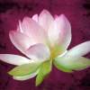 Lotus - Acrylic On Canvas Paintings - By Sue Lamarr Kramer, Realistic Painting Artist
